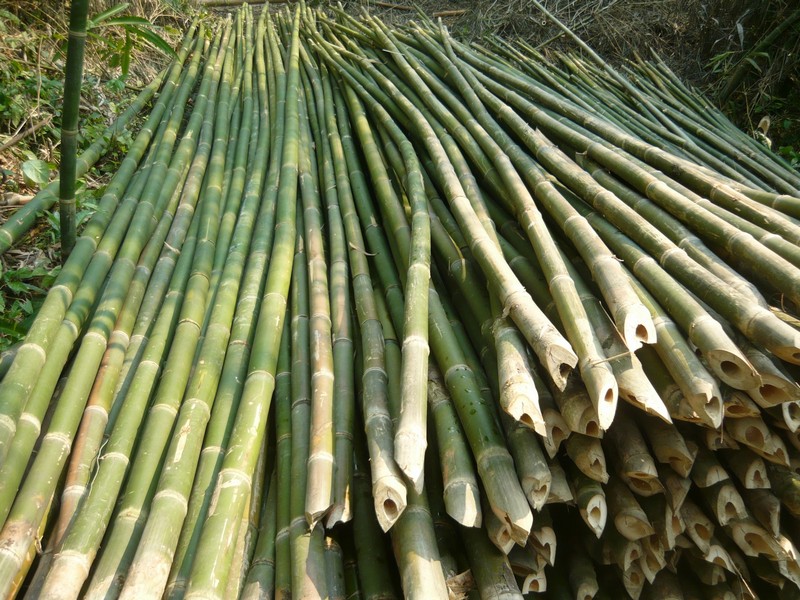 Phạm vi áp dụng của cọc tre